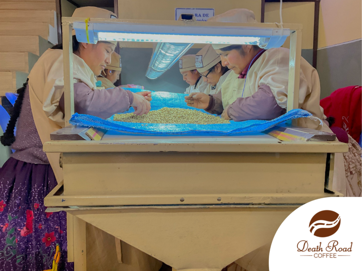 Pacamara
